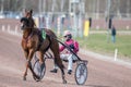 Harness racing in Sweden Royalty Free Stock Photo